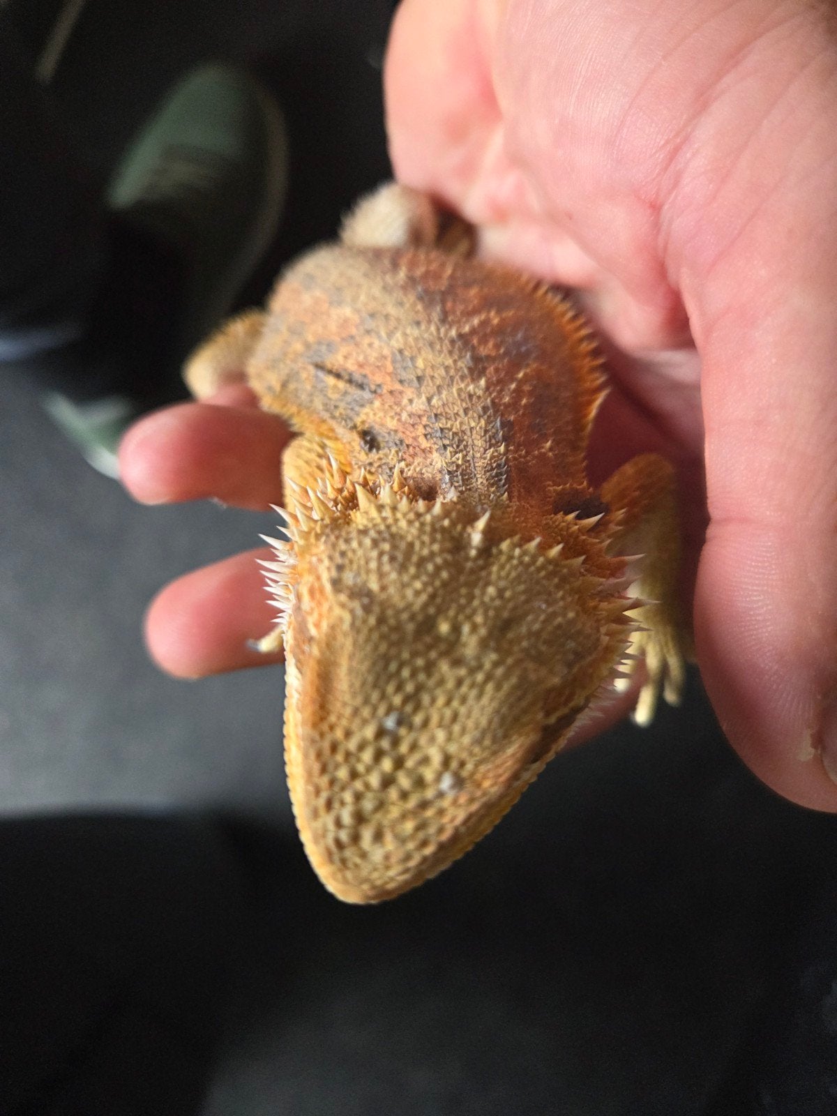 Baardagaam Pogona Vitticeps Citrus Orange Blue Bar Bearded Dragon photo 4