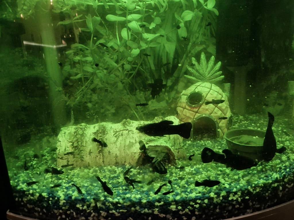 Black molly's, Dieren en Toebehoren, Vissen | Aquariumvissen, Vis