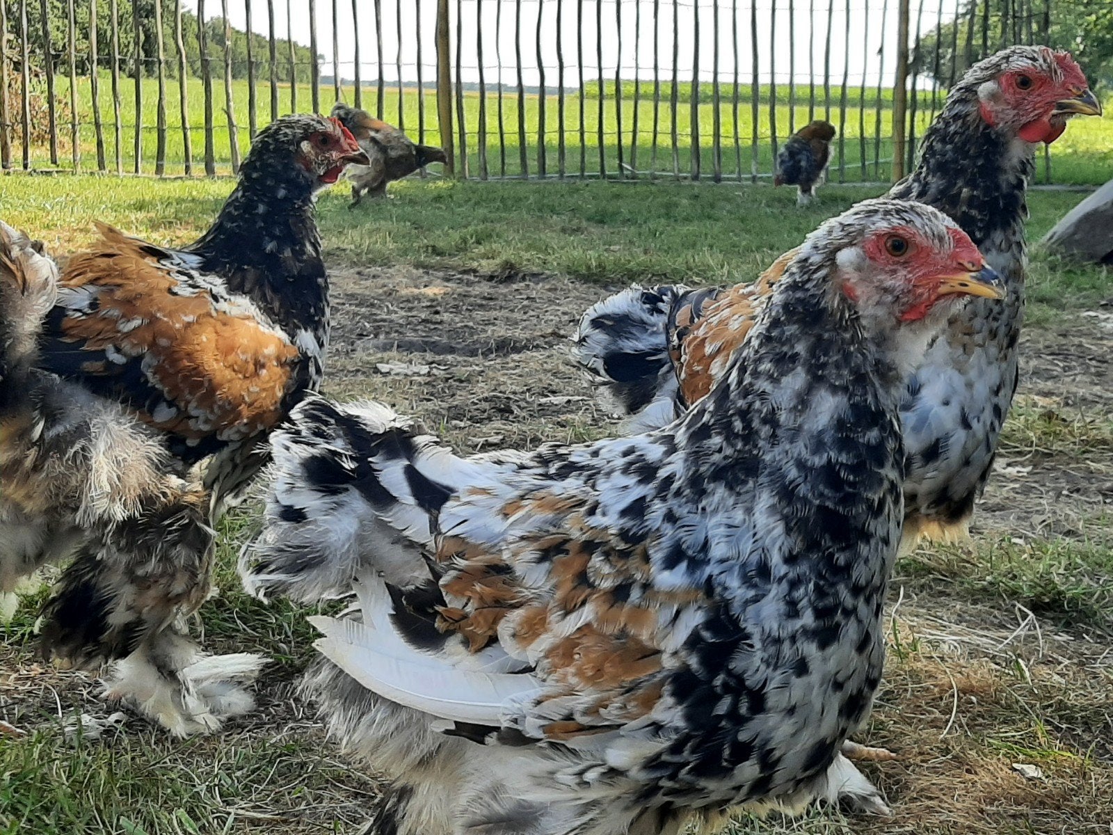 brama porselijn haan 2x, Mannelijk, Kip