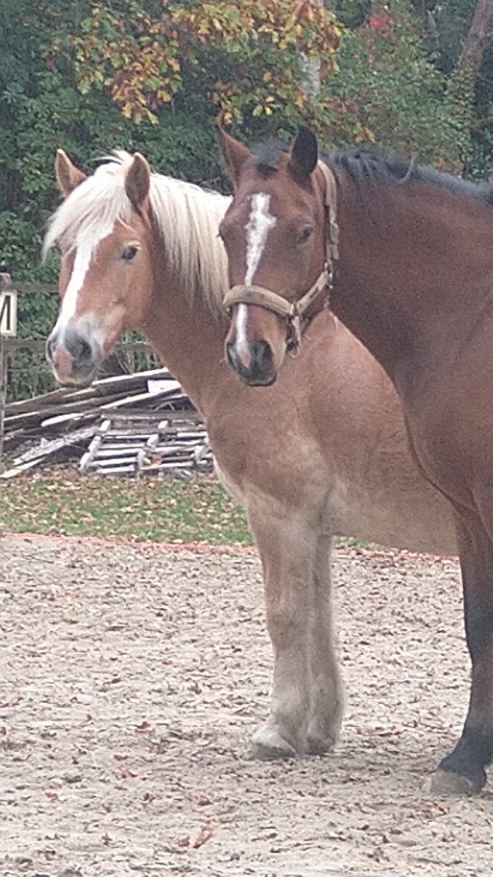 stalhulp gezocht, Ruin, A pony (tot 1.17m)