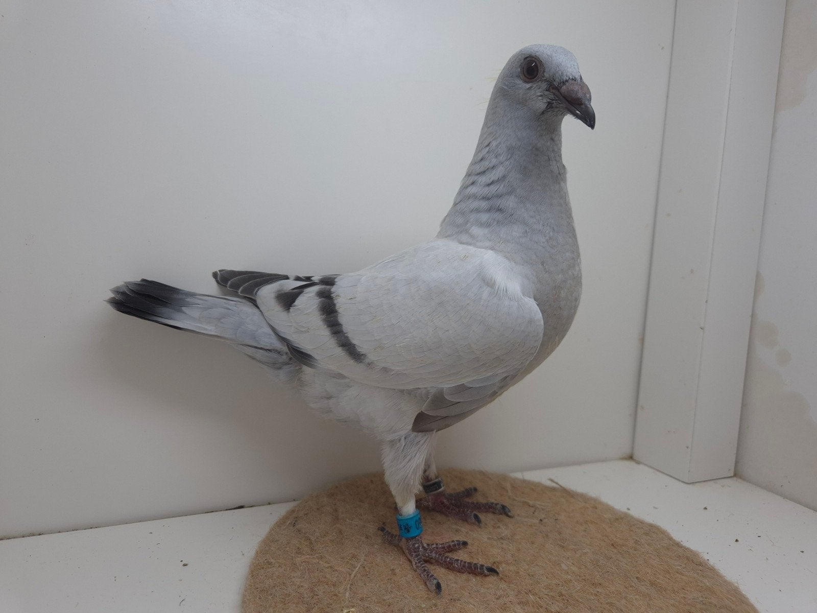 Kleurpostduif kleurpostduiven, Dieren en Toebehoren, Meerdere dieren, Postduif