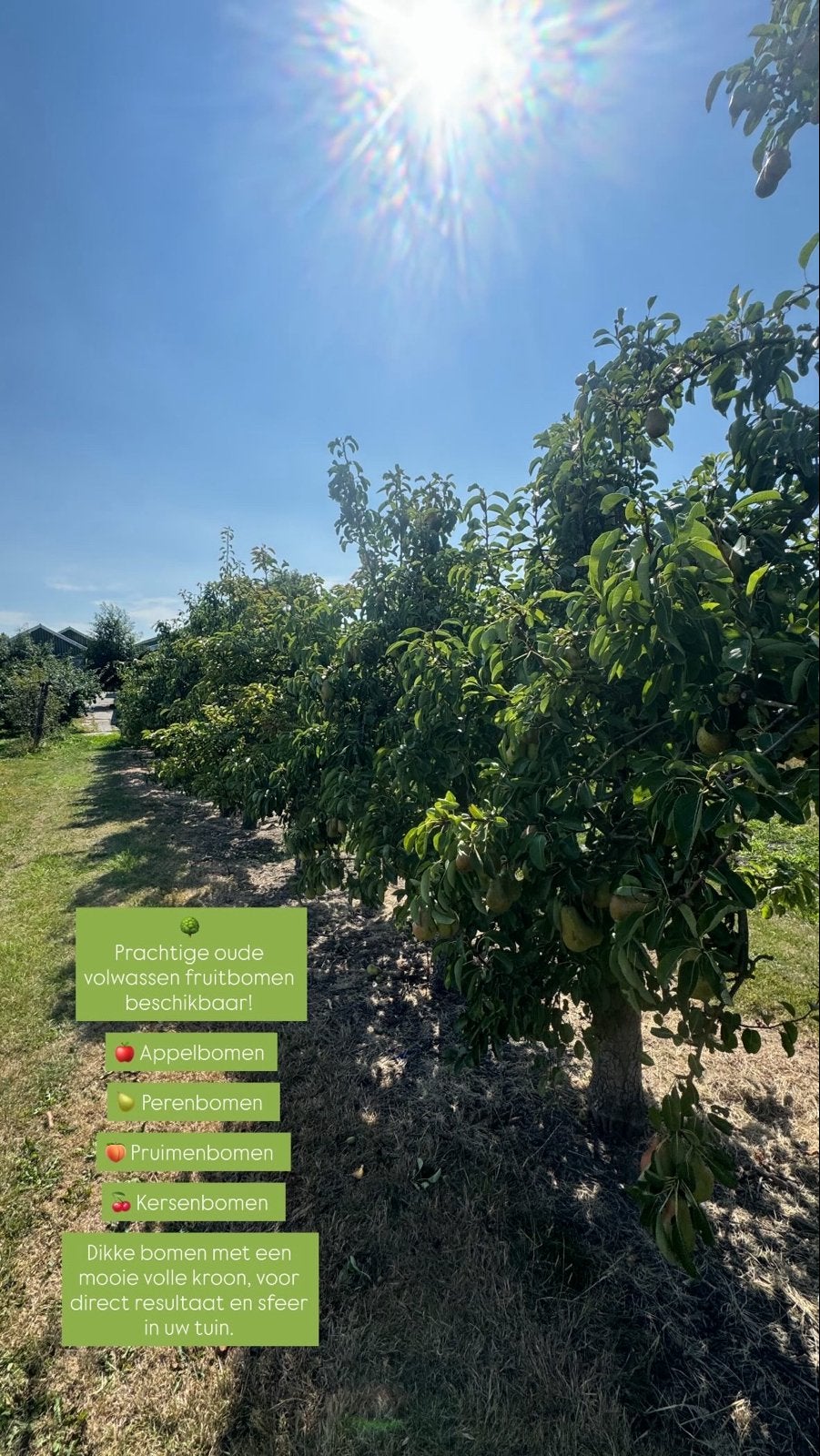 Volwassen fruitbomen: appel, peer, pruim,, Volle zon, Lente, 400 cm of meer, Overige soorten