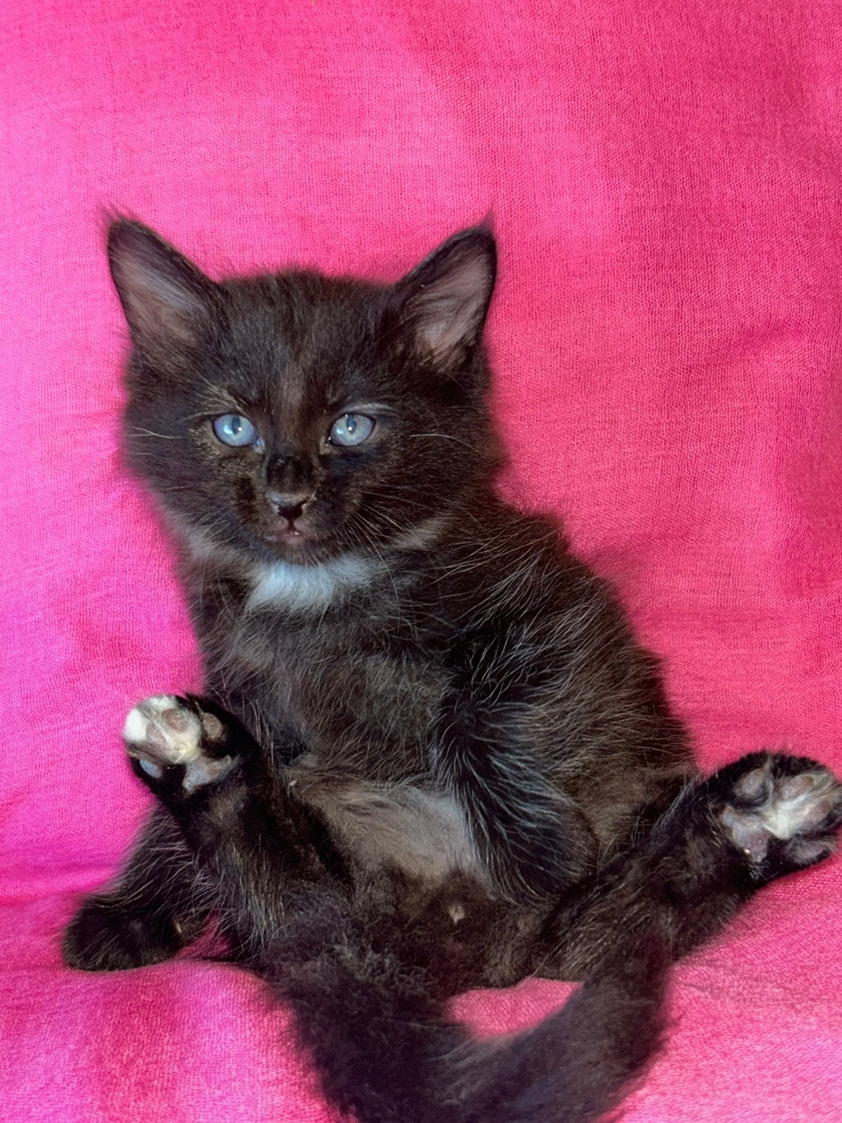5 schattige Mainecoon X Birmaan kittens!, Meerdere dieren