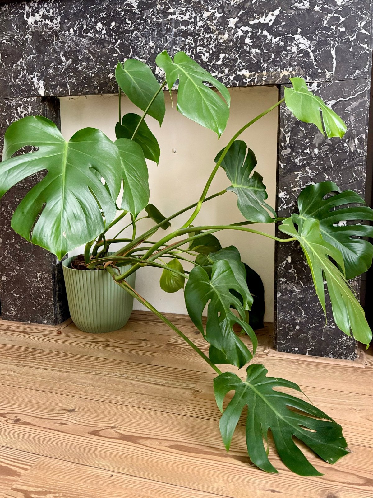 Grote Monstera Deliciosa - Kamerplant in pot, Ophalen, Overige soorten, Halfschaduw, In pot