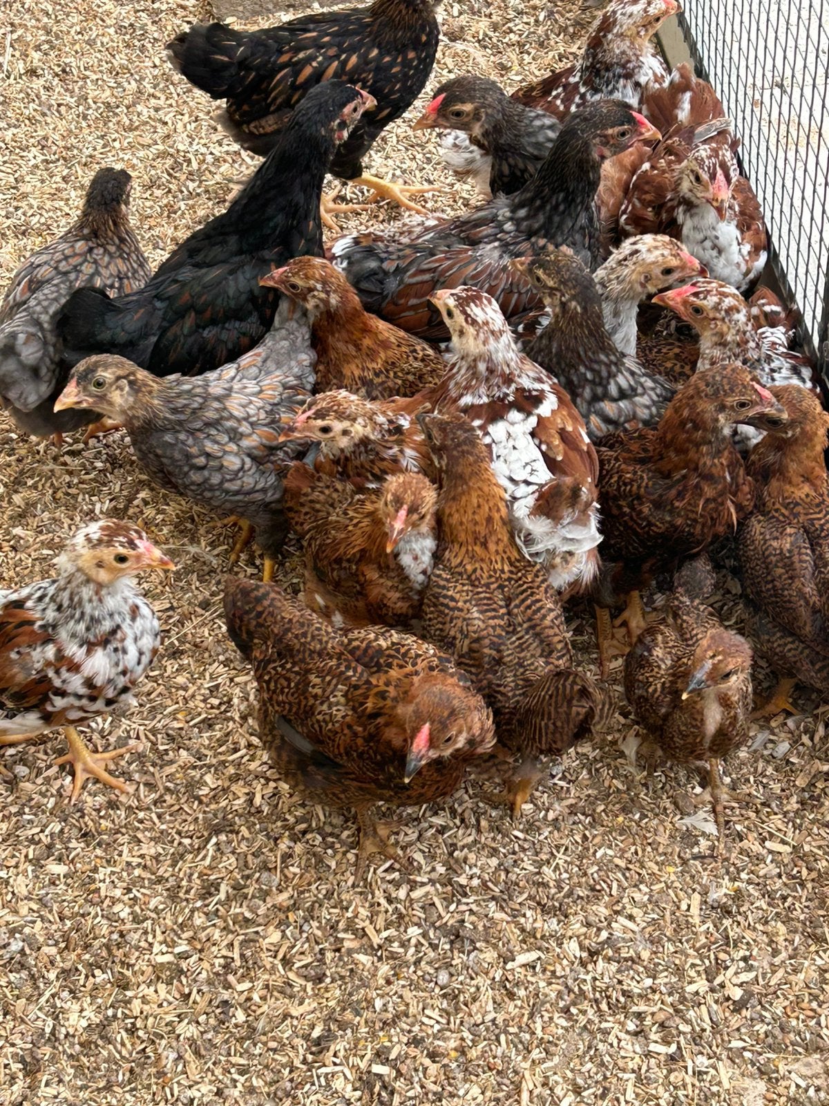 Wyandotte kuikens, Dieren en Toebehoren, Pluimvee, Meerdere dieren, Kip