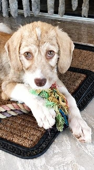 Woody zoekt zojn gouden mandje !!, Dieren en Toebehoren, Particulier, Reu, 8 tot 15 weken, Buitenland