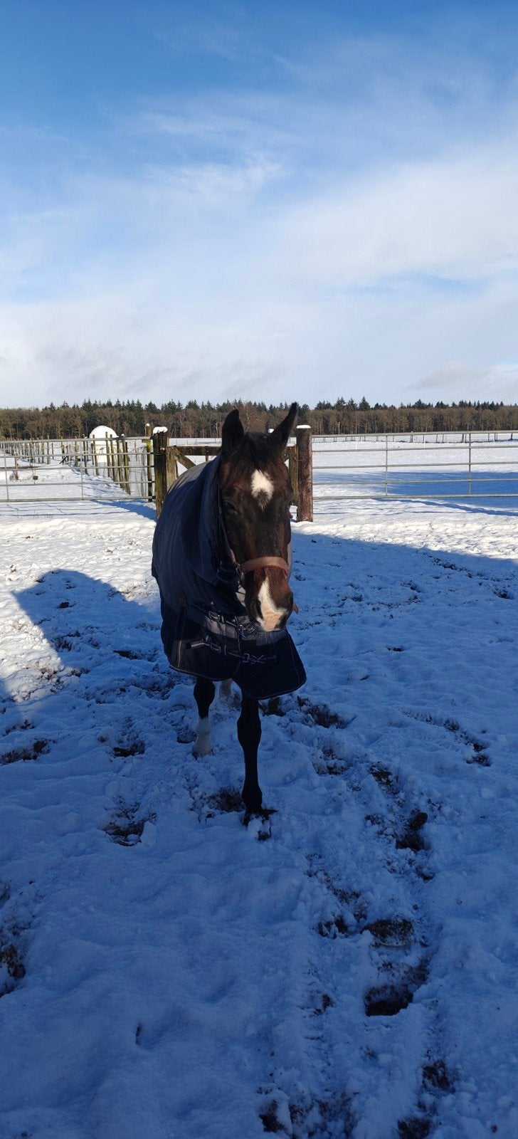 Stalling plus weidegang gezocht voor e pony en paard, Stalling, 2 of 3 paarden of pony's