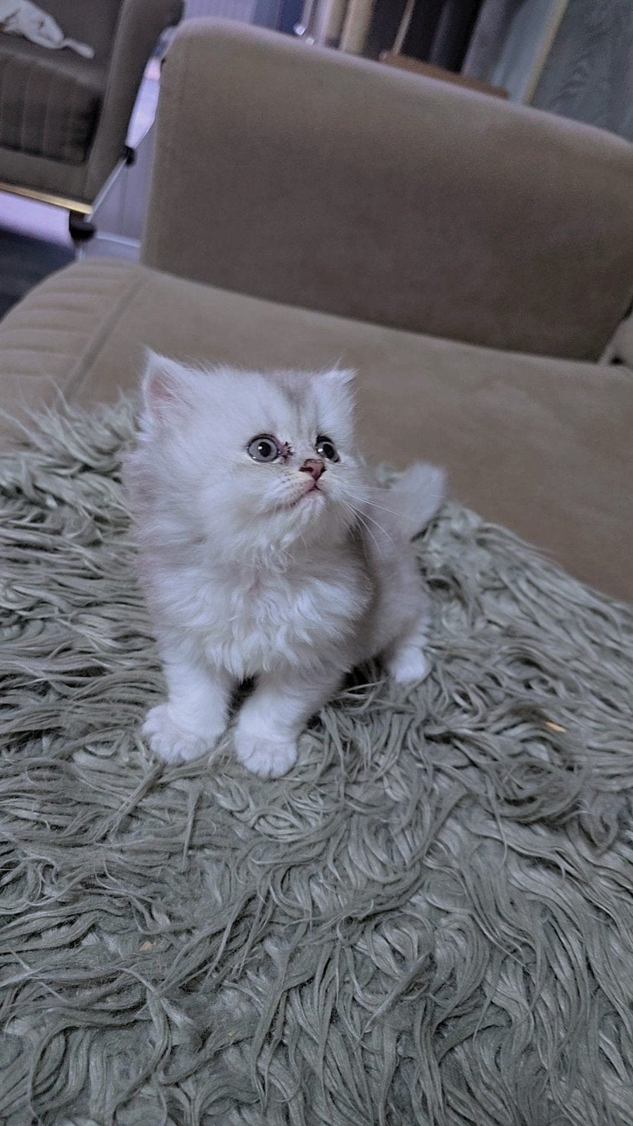 kitten, Meerdere dieren, Kortharig, 0 tot 2 jaar