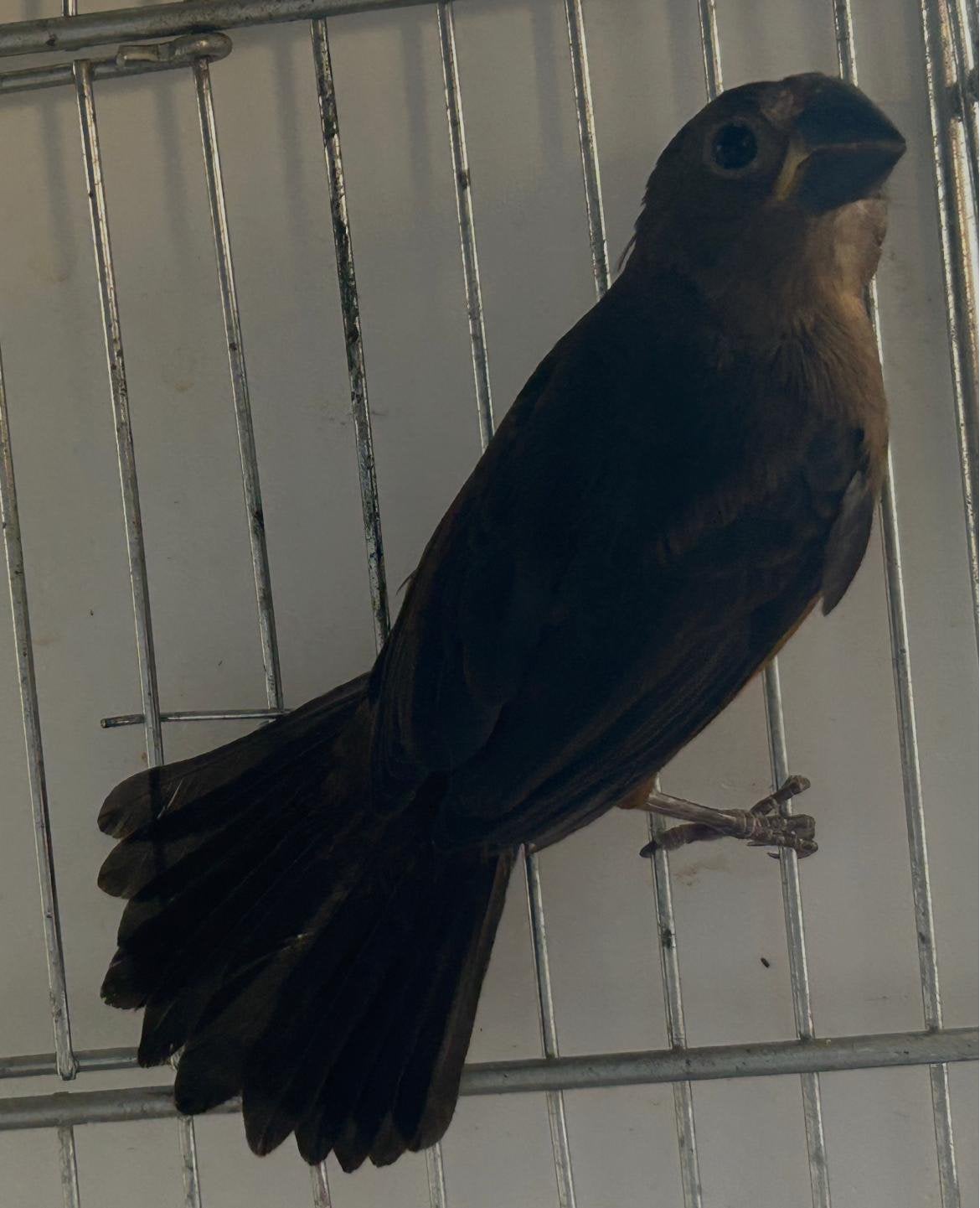 Picolet poppen geringd 2026, Dieren en Toebehoren, Vogels | Overige Vogels, Vrouwelijk, Geringd