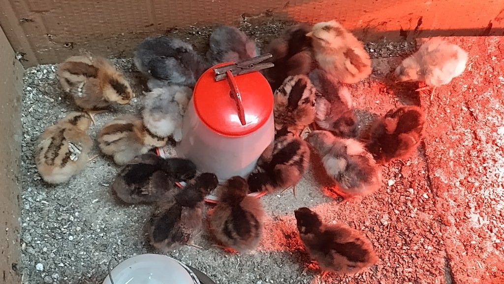 Barnevelder hennetjes legkippen in diverse kleurslagen, Dieren en Toebehoren, Vrouwelijk, Kip