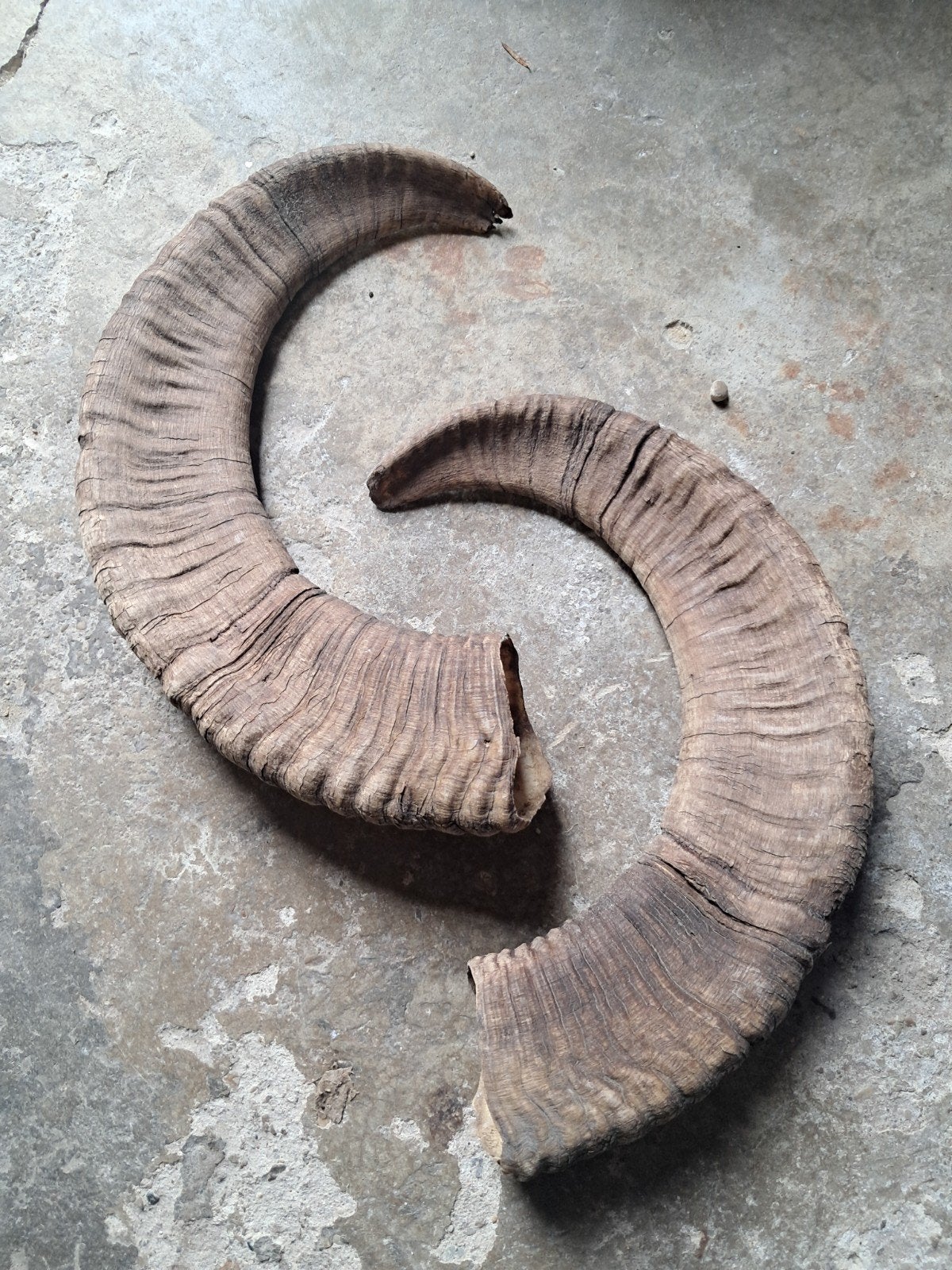 Ramhorens 2 stuks €25,-, Ophalen of Verzenden, Gebruikt, Wild dier, Overige typen