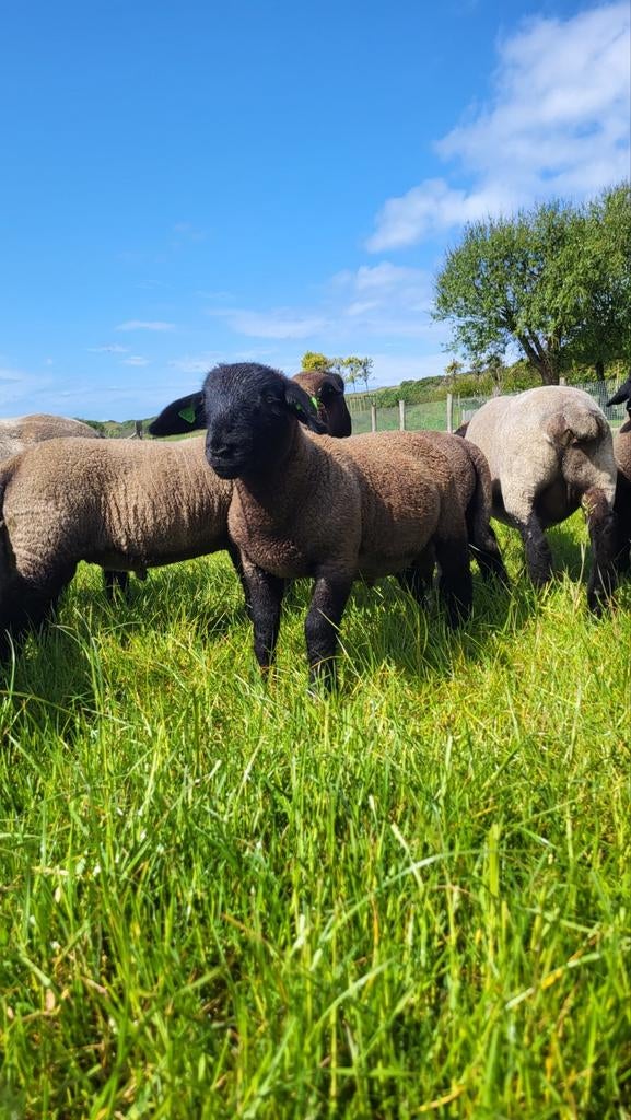 Suffolk stamboek ramlammeren, Meerdere dieren, Geit