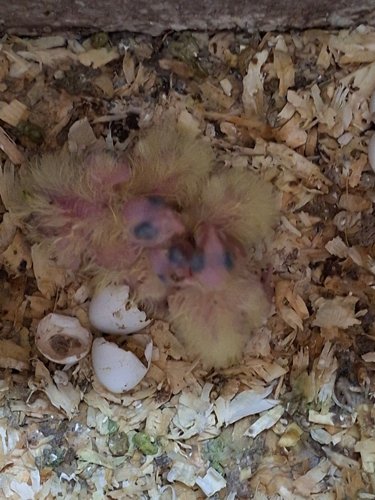 8 valkparkietjes te koop: 40 euro per stuk, Meerdere dieren, Parkiet