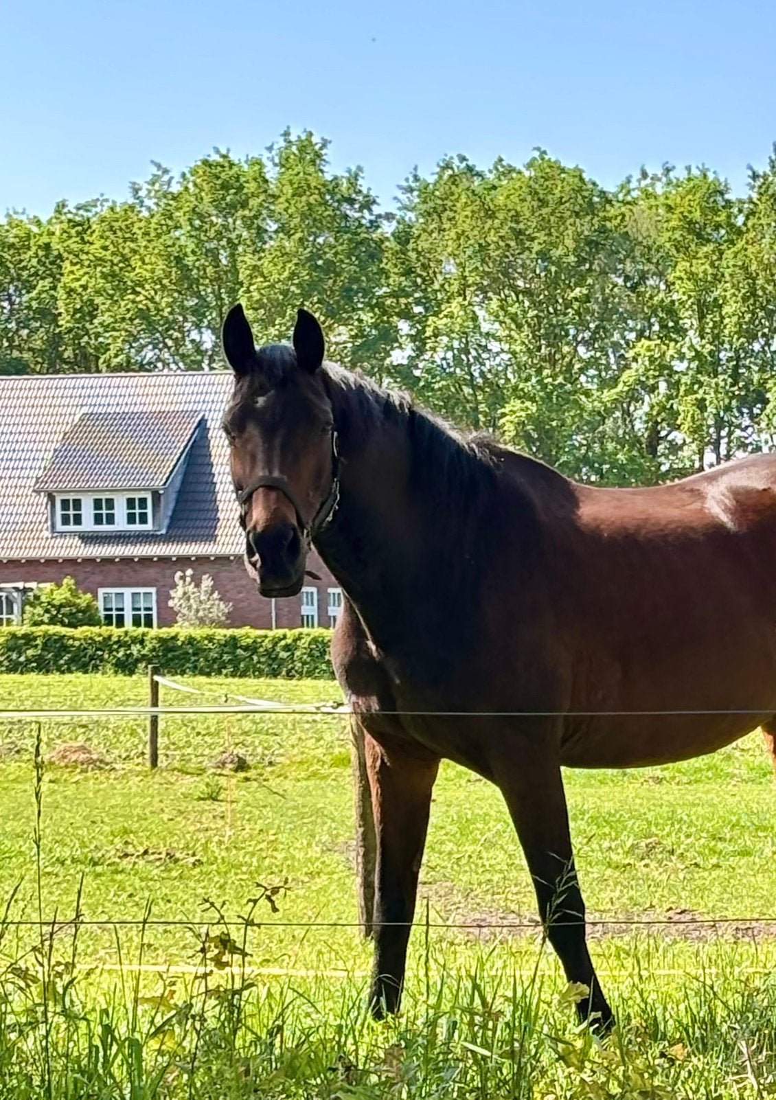 Fitte lieve 21-jarige merrie als weidemaatje/recreatiepaard, Merrie, Met stamboom, 160 tot 165 cm, 11 jaar of ouder