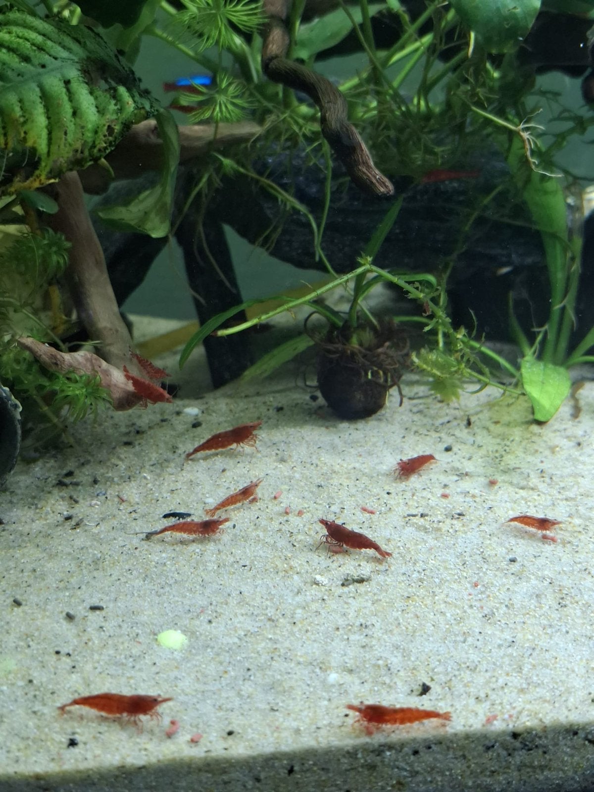 Neocaridina davidi “Red Cherry”, Kreeft, Krab of Garnaal