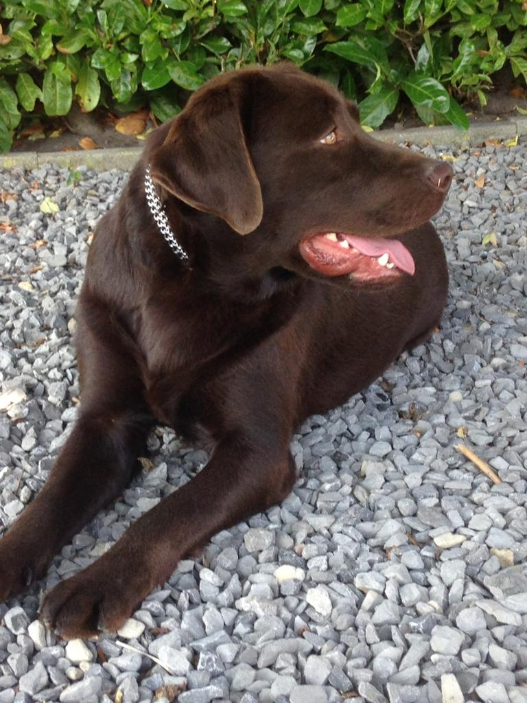 Saat ter dekking  bruine labrador reu met stamboom, Dieren en Toebehoren, Honden | Dekreuen, Reu, Parvo, Eén hond, 3 tot 5 jaar