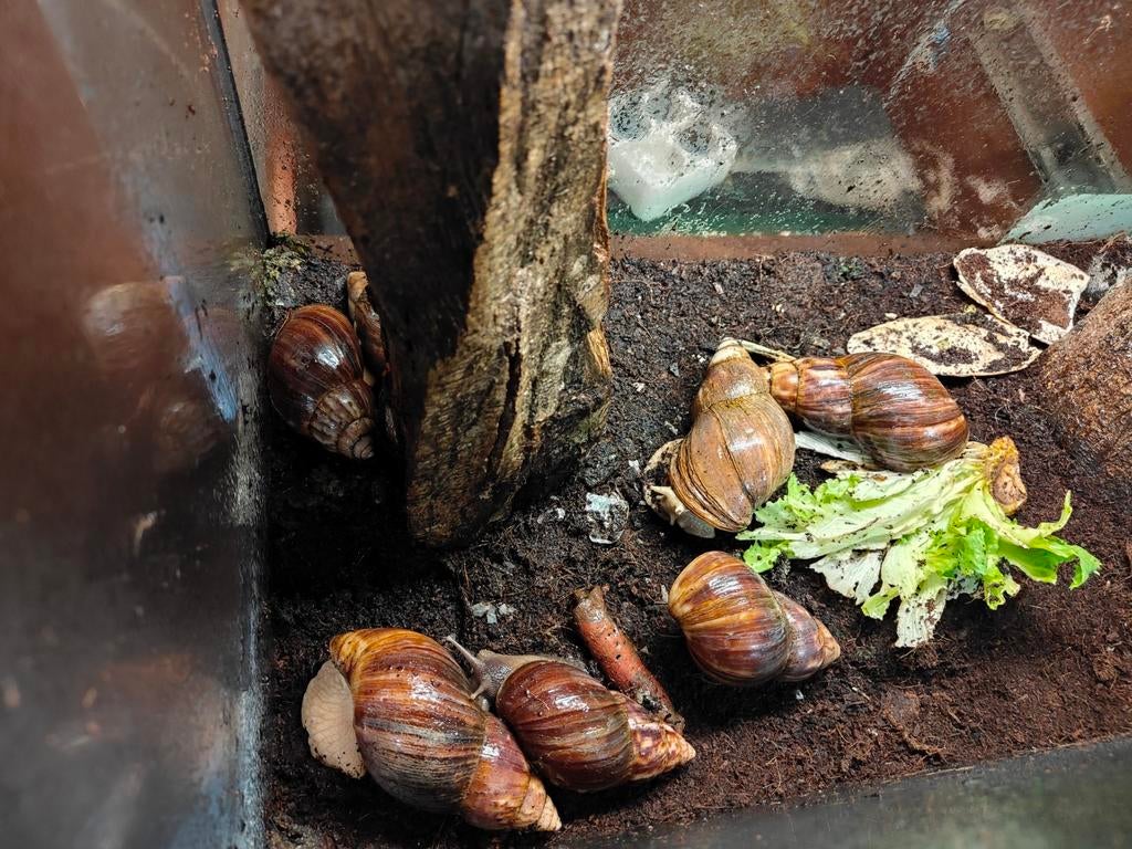 Leuke groep Achatina fulica, Wandelende tak