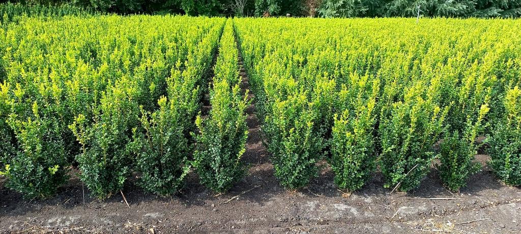 Buxus struiken, Ophalen, Buxus, Minder dan 100 cm
