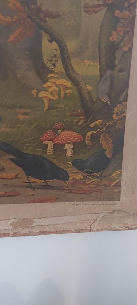 Antieke schoolplaat bosvogels, Antiek en Kunst, Antiek | Schoolplaten, Ophalen of Verzenden