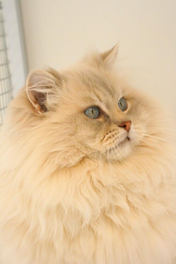 Ter dekking: Ragdoll Lilac tabby mink dekkater met stamboom!, 0 tot 2 jaar