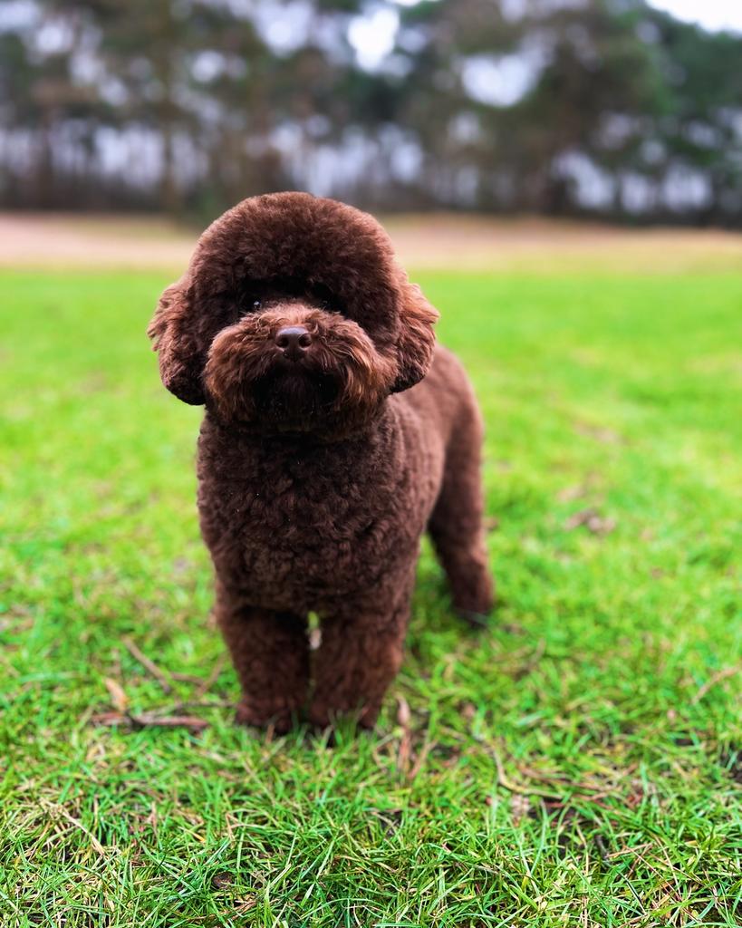 toy poedel dekreu met fci stamboom, Reu, 1 tot 2 jaar, Parvo, Eén hond