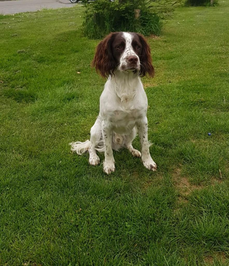 Springer Spaniel staat ter dekking, Reu, Parvo, Meerdere, 3 tot 5 jaar