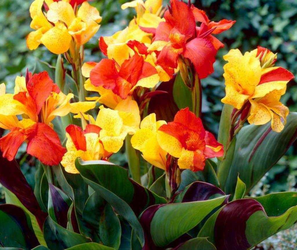 Canna cleopatra knollen, Ophalen, Overige soorten, Volle zon