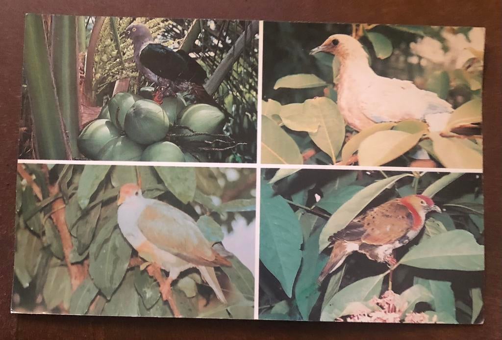Ansichtkaart vogels in Indonesië Molukken Banda Neira, Ophalen of Verzenden, 1980 tot heden, Ongelopen, Vogel