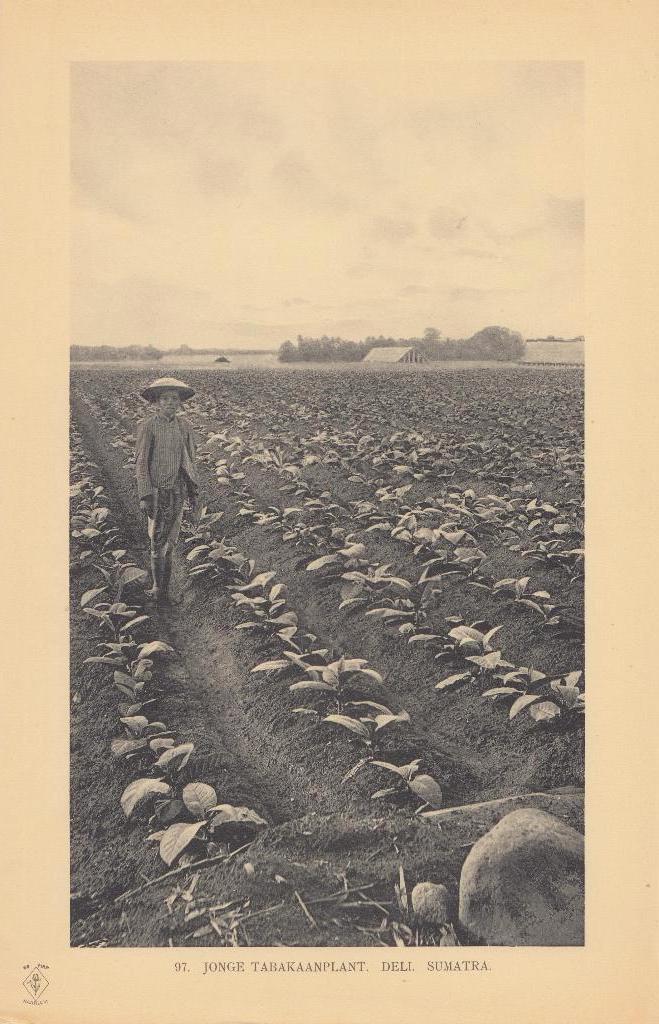 Fotoprent Indonesie Lichtdruk Sumatra Indonesia 1910, Verzenden, Foto, Buitenland, Zo goed als nieuw