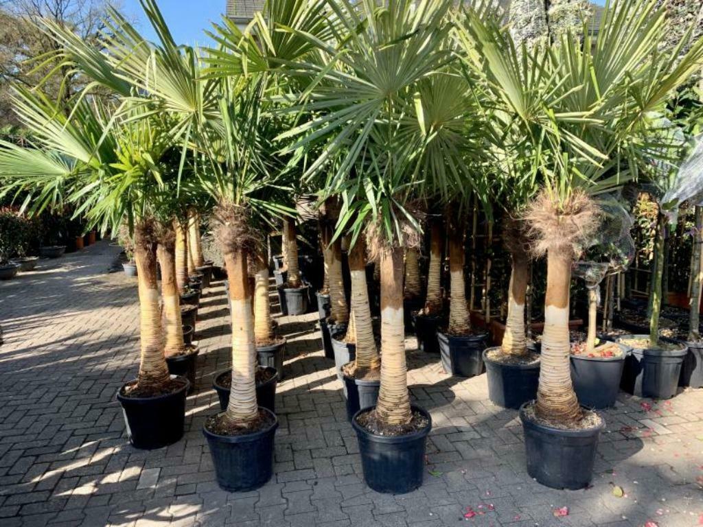Trachycarpus fortunei palmen stripped trunk / geschilde stam