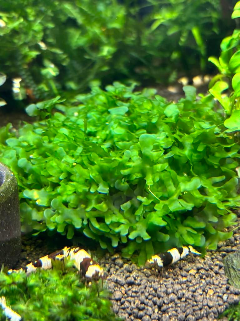 Levermos, Dieren en Toebehoren, Kreeft, Krab of Garnaal