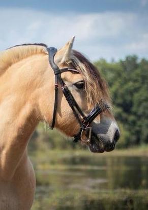 Hoofdstel Harry’s Horse, Ophalen of Verzenden, Zo goed als nieuw, Dressuur