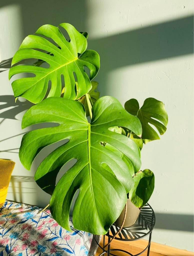 Lush Green Monstera, Ophalen, Halfschaduw, In pot, Minder dan 100 cm