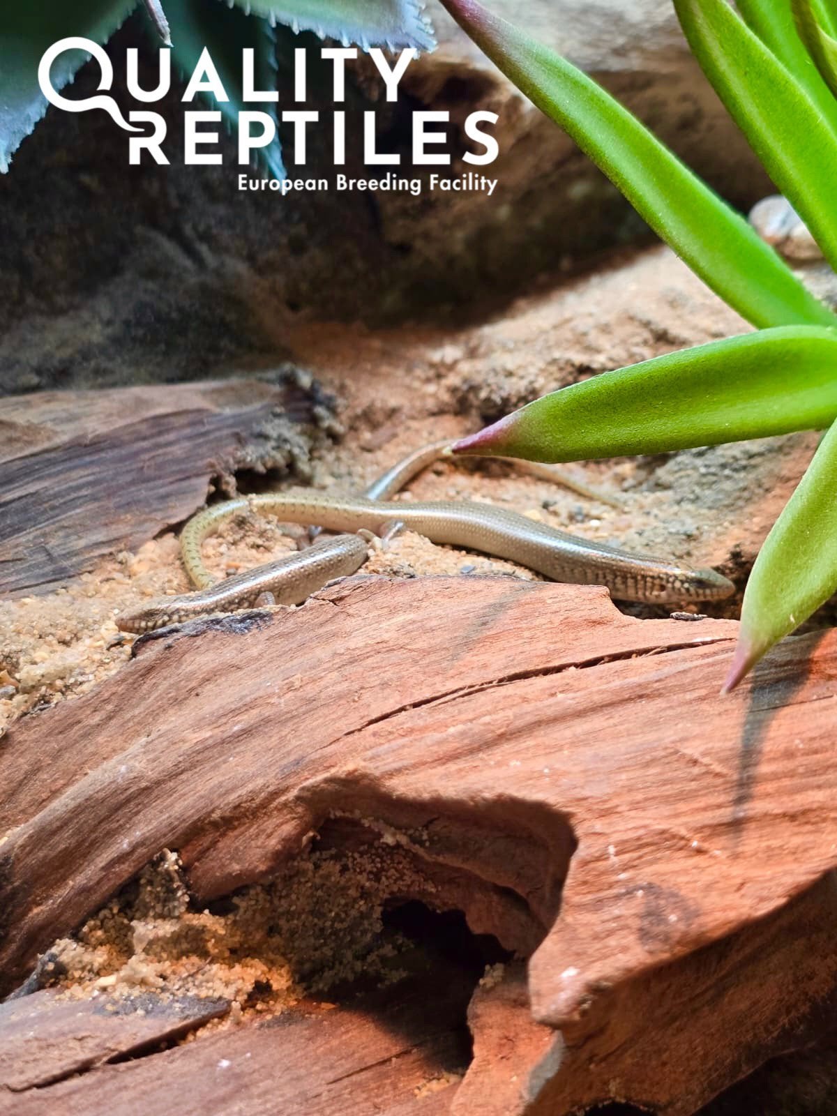 Parelskinken (Chalcides ocellatus) met of zonder terrarium, Hagedis, Tam, 0 tot 2 jaar