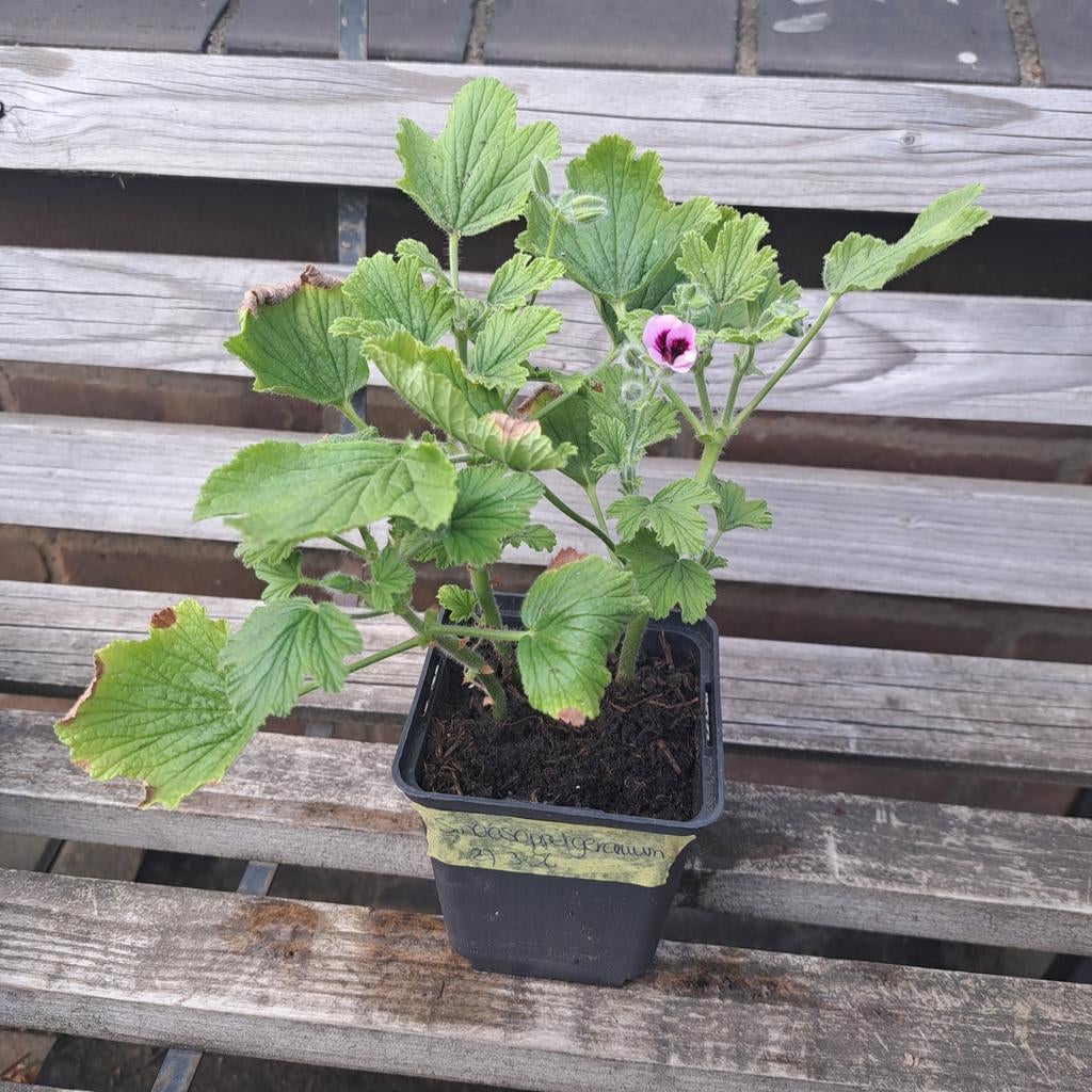 Sinaasappel geranium stekken, Ophalen, Overige soorten, Volle zon