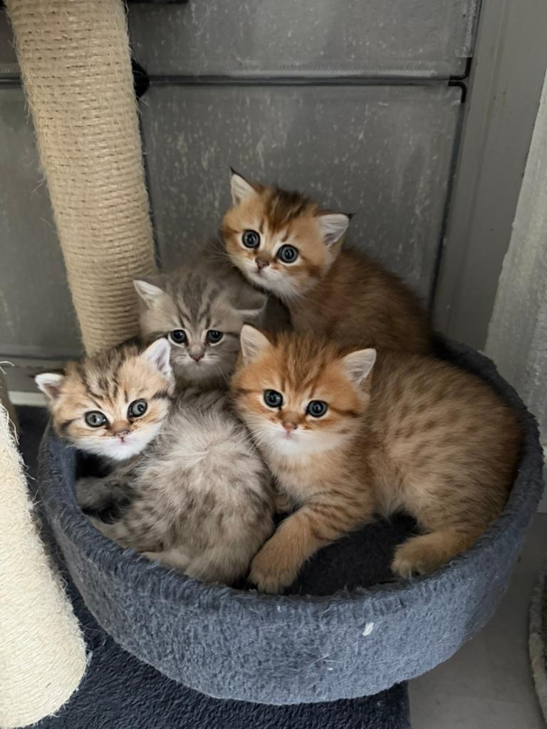 Britse korthaar kitten! Special edition, Dieren en Toebehoren, Katten en Kittens | Raskatten | Korthaar, Meerdere dieren, Ontwormd