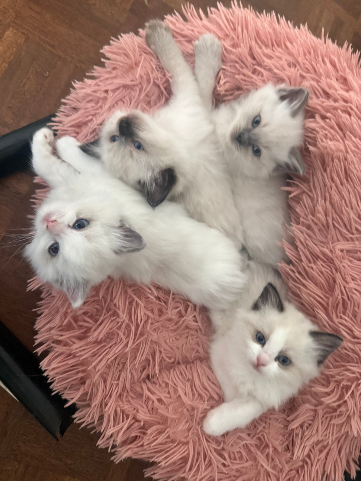 Raszuivere ragdoll kittens, Meerdere dieren, Ontwormd, 0 tot 2 jaar