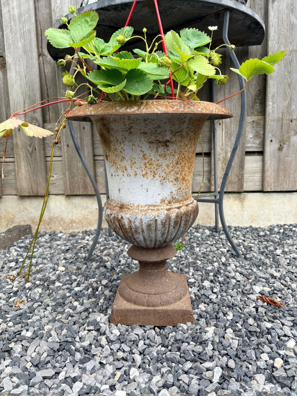 Antieke gietijzeren plantenbak, Tuin en Terras, Bloembakken en Plantenbakken, Ophalen, Gebruikt, Minder dan 30 cm, Rond
