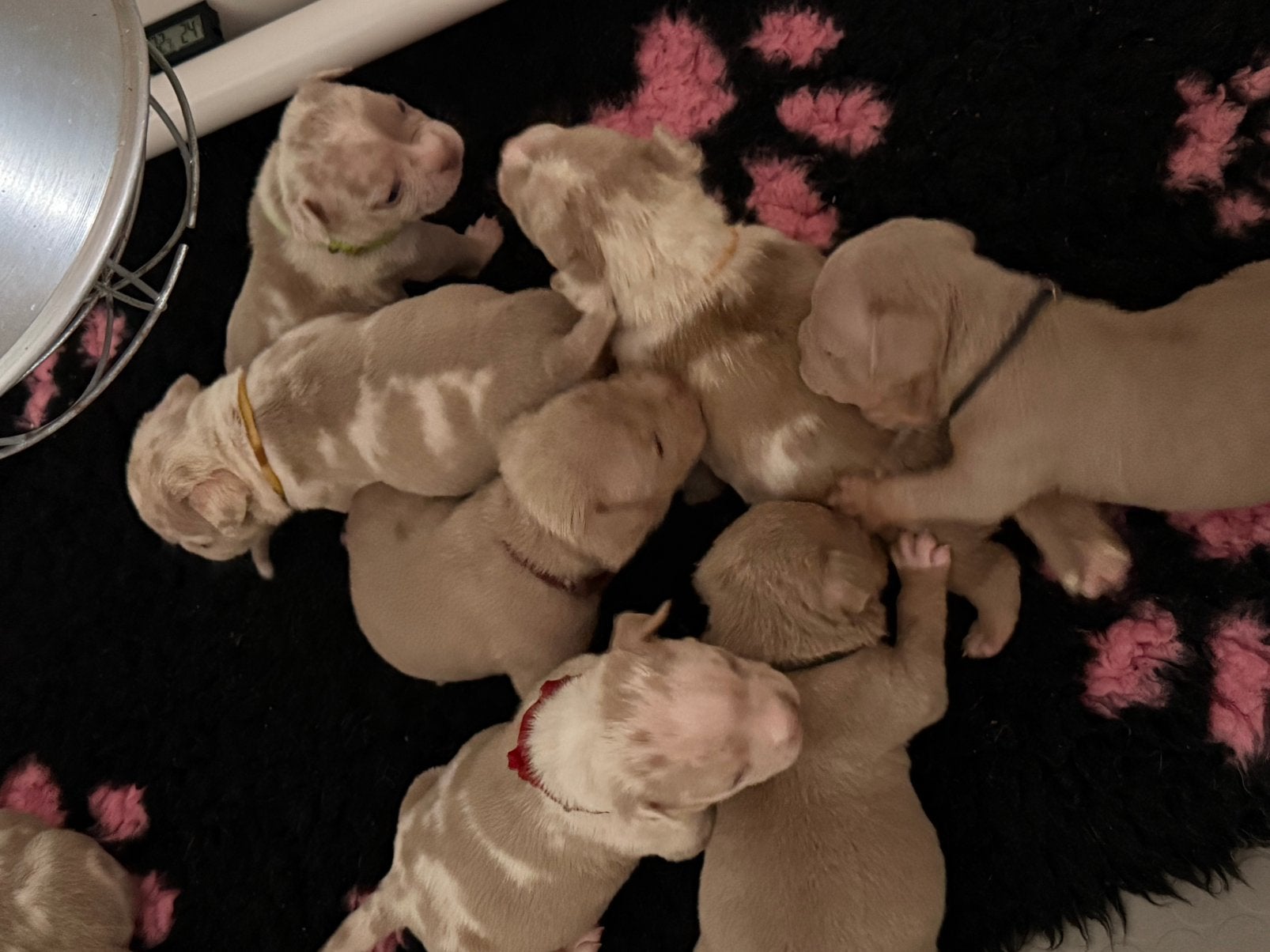 AMERICAN BULLY 🐻 MICRO EXOTIC POCKET BULLY PUPS, Dieren en Toebehoren, Overige rassen, 8 tot 15 weken, Meerdere, Meerdere dieren
