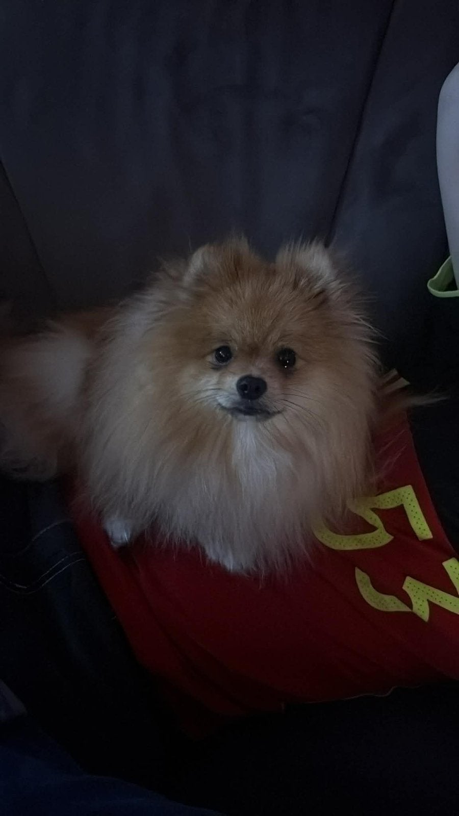 Pomeriaan pups te koop in belgie, Dieren en Toebehoren, Honden | Poolhonden, Keeshonden en Oertypen, Parvo, België, Particulier