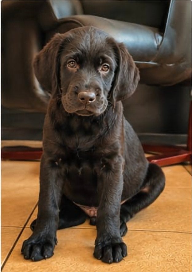 Prachtige zwarte labradoodle f1 pups, Parvo, Overige rassen, 8 tot 15 weken, Meerdere