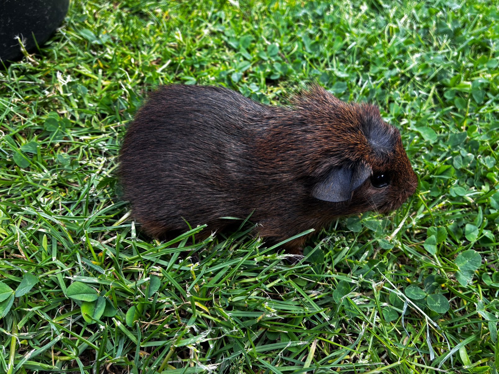 Jonge Cavia’s te koop, Dieren en Toebehoren, Knaagdieren, Mei, Mannelijk, Cavia