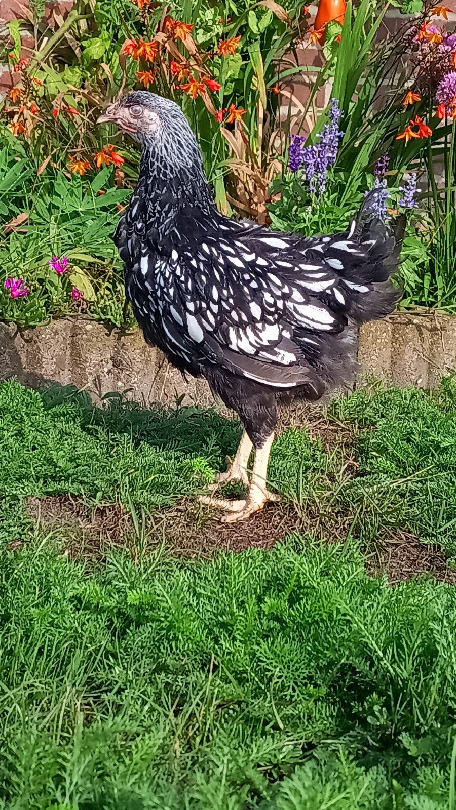 Wyandotte, Meerdere dieren, Kip