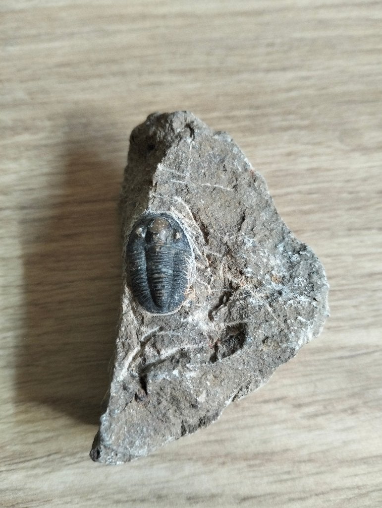 Trilobiet fosiel, Verzamelen, Mineralen en Fossielen, Ophalen of Verzenden, Fossiel