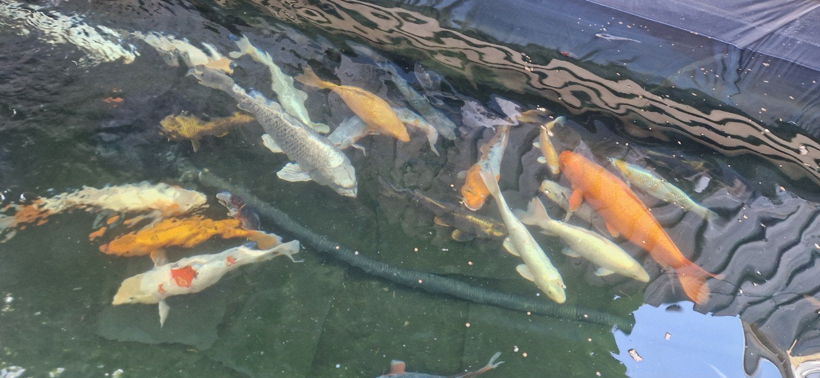 Koi karpers 20+ stuks van hoge kwaliteit., Dieren en Toebehoren, Vissen | Vijvervissen, Karper of Koi
