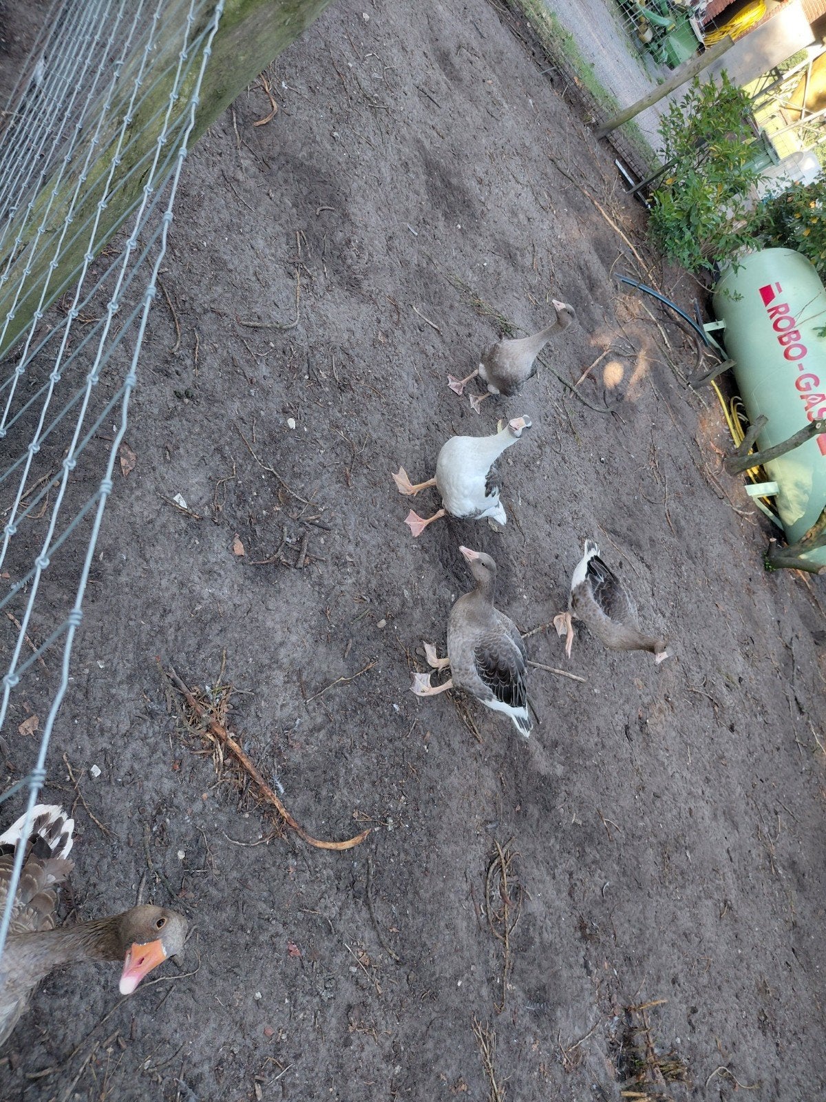 Te koop ganzen, Dieren en Toebehoren, Pluimvee
