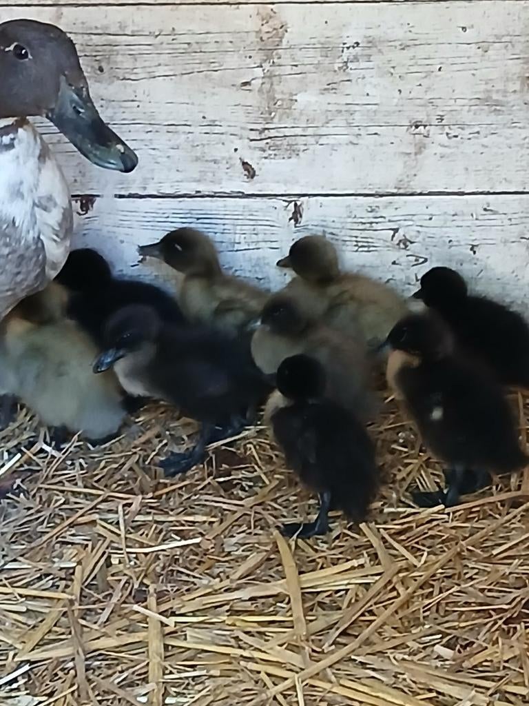 8 jonge loopeenden pulletje, Meerdere dieren, Eend
