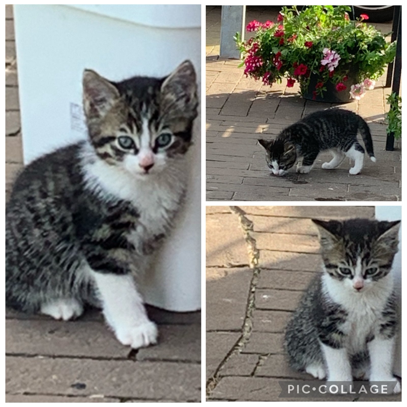 2 prachtige katjes, broer en zus, Meerdere dieren, 0 tot 2 jaar