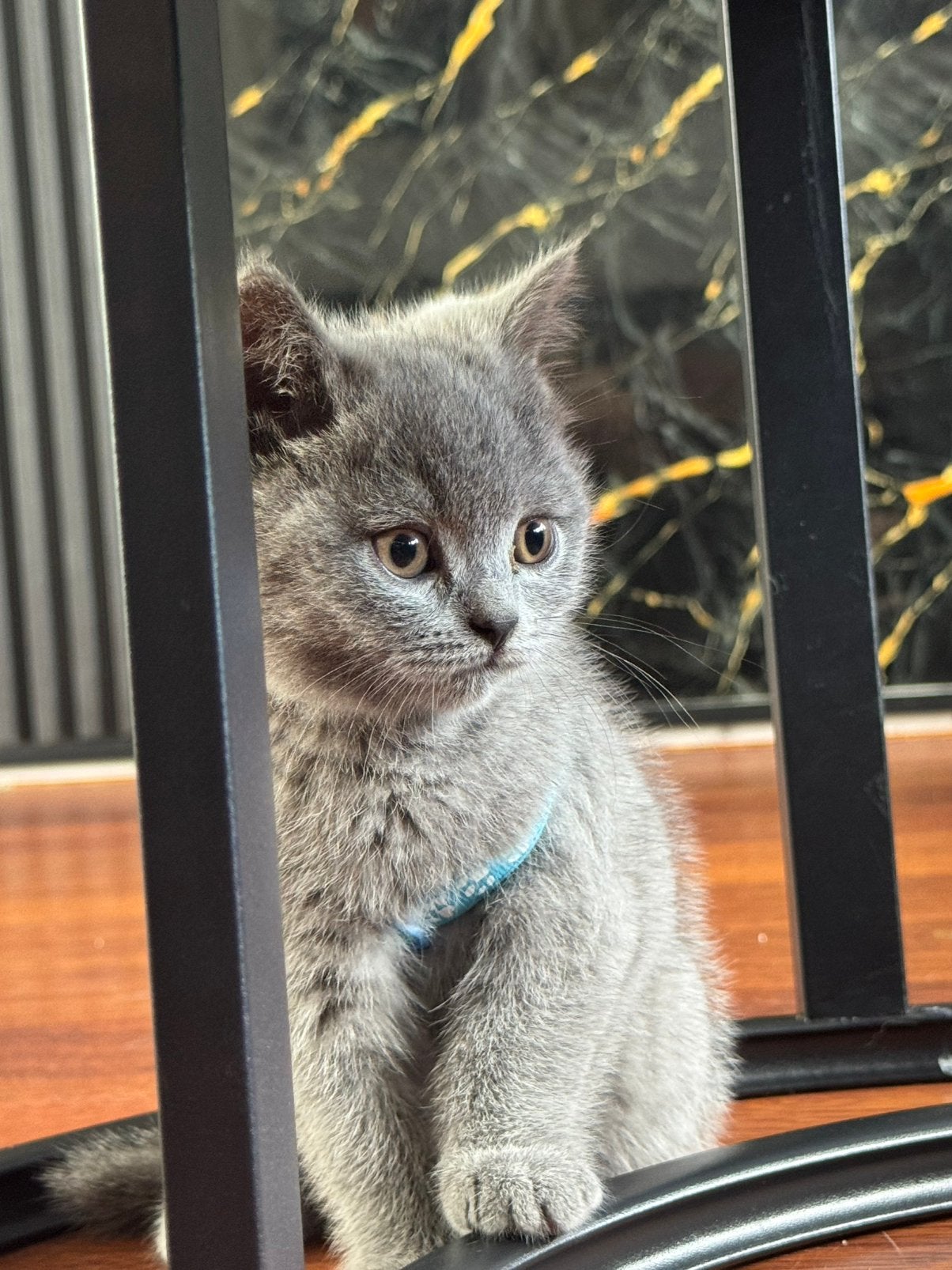 Britse korthaar kittens, Meerdere dieren, Kortharig, 0 tot 2 jaar