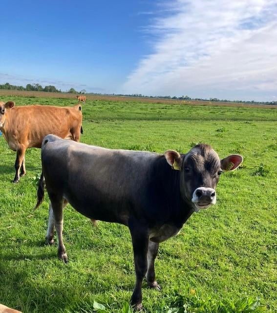 stier, Mannelijk